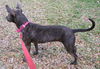 Violet the Cattle Dog (Video)