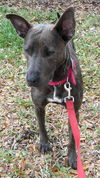 Violet the Cattle Dog (Video)