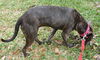 Violet the Cattle Dog (Video)