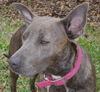 Violet the Cattle Dog (Video)