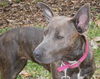 Violet the Cattle Dog (Video)