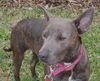 Violet the Cattle Dog (Video)