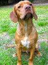 Norton the Redbone Coonhound