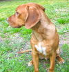 Norton the Redbone Coonhound