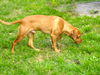 Norton the Redbone Coonhound