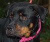 Amber the Rottie