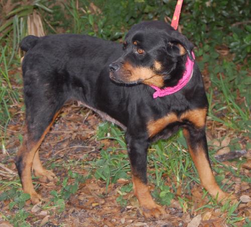 Amber the Rottie