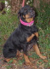 Amber the Rottie