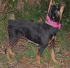 Amber the Rottie