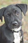 New Years the Lab Puppy