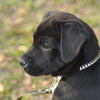 New Years the Lab Puppy