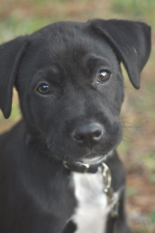 New Years the Lab Puppy