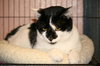 Domino the Lover Boy