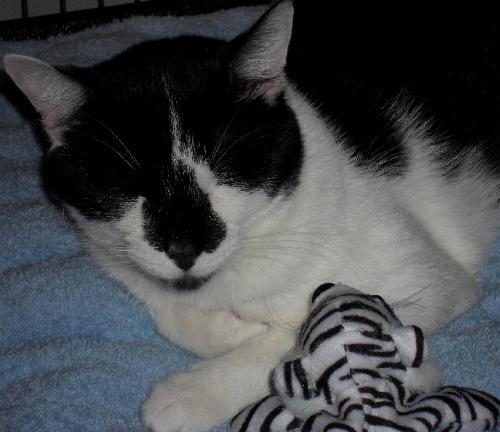Domino the Lover Boy