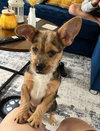 Davidson  PUPPY