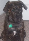 Tyson
