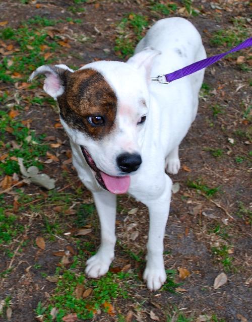 Eve the Terrier