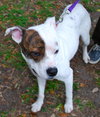 Eve the Terrier