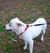 Eve the Terrier