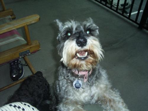 Ruby the Schnauzer
