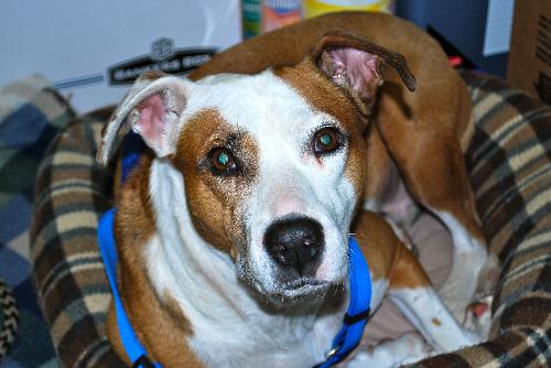 Dolly the Boxer