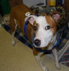 Dolly the Boxer
