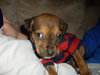 Alabama the Ridgeback Puppy
