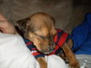 Alabama the Ridgeback Puppy
