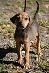 Alabama the Ridgeback Puppy