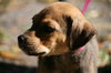 Alabama the Ridgeback Puppy