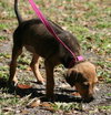 Alabama the Ridgeback Puppy