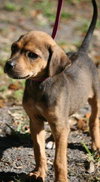 Alabama the Ridgeback Puppy