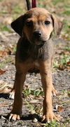 Alabama the Ridgeback Puppy