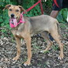 Alabama the Ridgeback Puppy