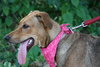 Alabama the Ridgeback Puppy