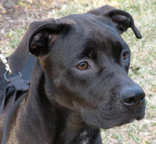 Matt Lee the Great Dane