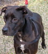Matt Lee the Great Dane