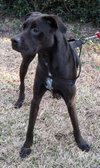 Matt Lee the Great Dane