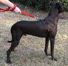 Matt Lee the Great Dane