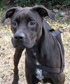 Matt Lee the Great Dane