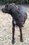 Matt Lee the Great Dane