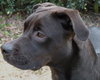 Matt Lee the Great Dane