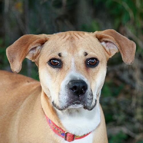 Ruby the Boxer