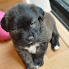 Buster the Puppy