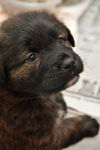 Buster the Puppy