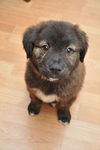 Buster the Puppy