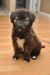 Buster the Puppy
