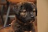 Buster the Puppy