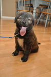 Buster the Puppy