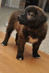 Buster the Puppy